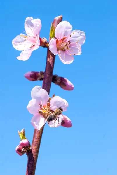 Flor de pêssego na primavera. abelha coleta mel em uma flor — Fotografia de Stock