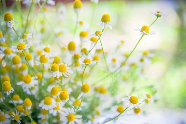 Fiori di camomilla su un campo — Foto Stock