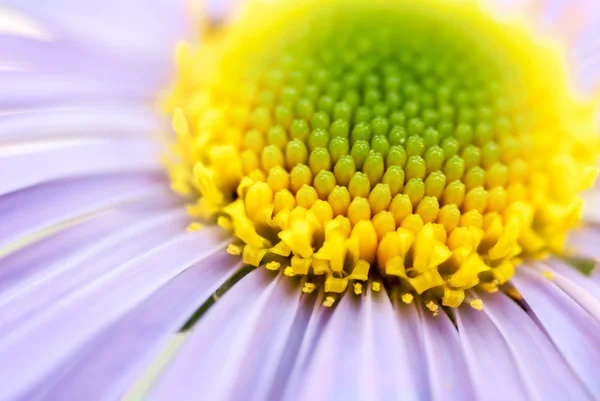 Yellow and lilac flower — Stock Photo, Image