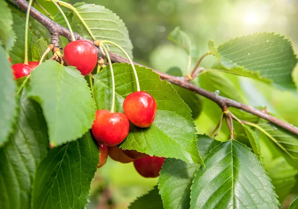 Röda och söta körsbär på en gren strax före skörd i början av sommaren — Stockfoto