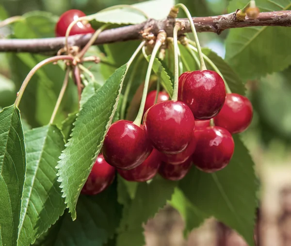 Körsbär på ett träd i trädgården — Stockfoto