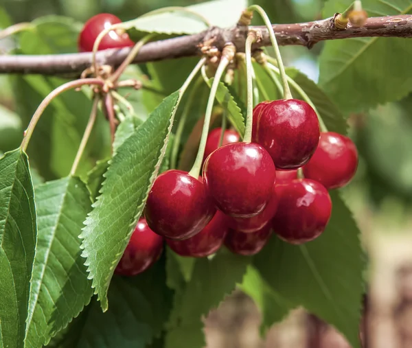 Cereza en un árbol en el jardín —  Fotos de Stock