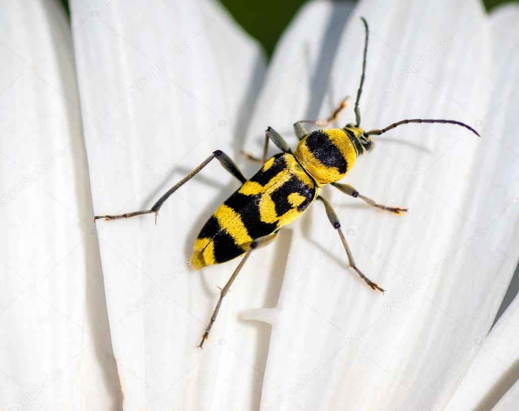 Yellow Beetle with black spots —