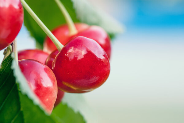 Красные и сладкие вишни на ветке накануне сбора урожая в начале лета