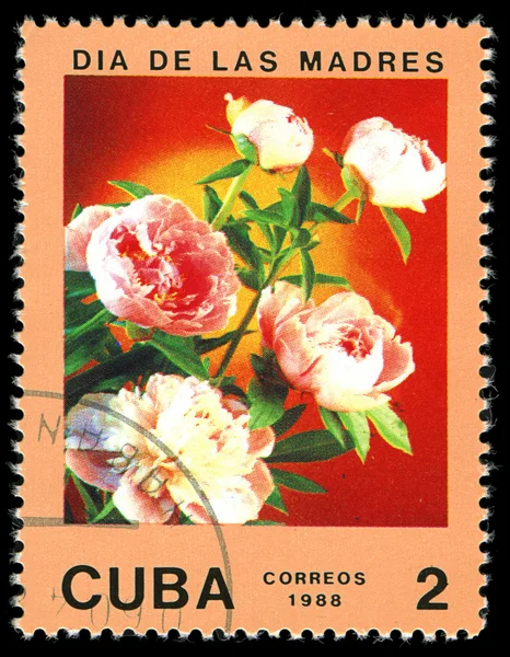 CUBA - CIRCA 1988: A post stamp printed in Cuba divided to Mother's Day and shows rose , circa 1988 — Stock Photo, Image