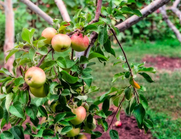 Vörös alma az almafa ágon — Stock Fotó