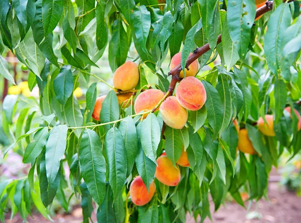 Sladká broskev ovoce rostoucí na větve broskvoní — Stock fotografie