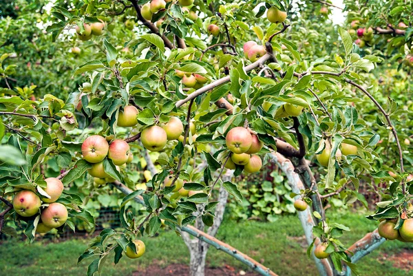 Röda äpplen på äppelträd — Stockfoto