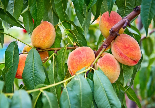 Fruits de pêche sucrés poussant sur une branche de pêcher — Photo