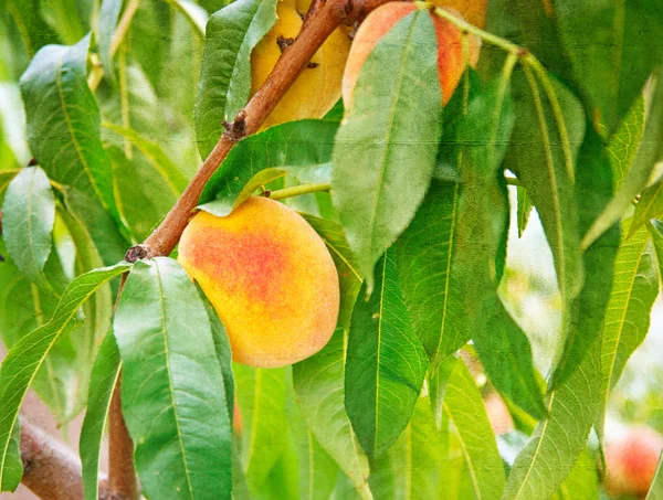 Édes őszibarack gyümölcsök növekszik egy őszibarack fa ága — Stock Fotó