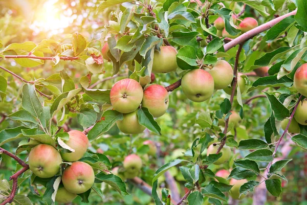 Vörös alma az almafa ágon — Stock Fotó
