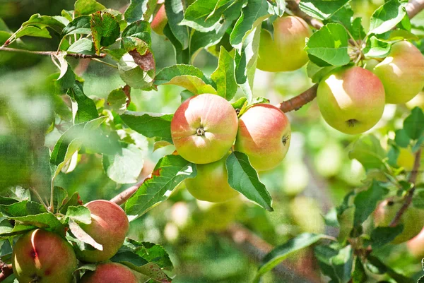 Manzanas rojas en rama de manzano — Foto de Stock