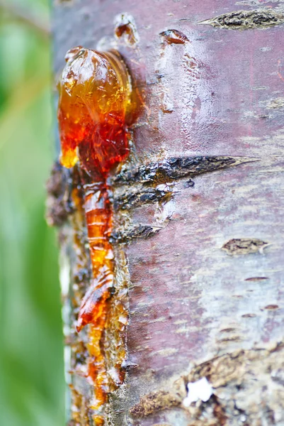 Solid amber resin drops on a cherry tree trunk. — Stock Photo, Image