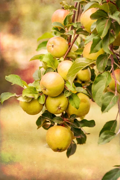 Red apples on apple tree branch, old color image style — Stock Photo, Image