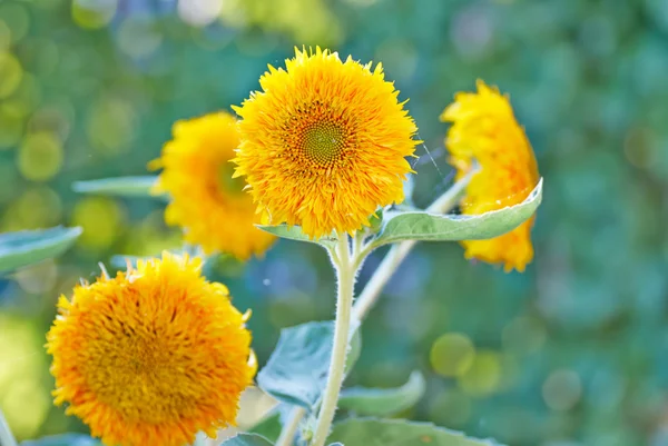 Auringonkukat pellolla kesällä — kuvapankkivalokuva