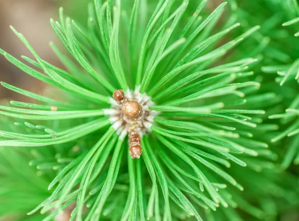 Pine Cone och grenar — Stockfoto
