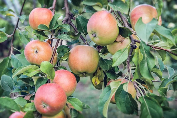 Red apples on apple tree branch — Stock Photo, Image