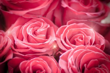 parlak kırmızı gül arka plan