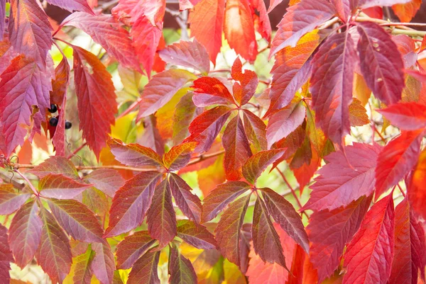 Feuilles aux couleurs vives en automne — Photo