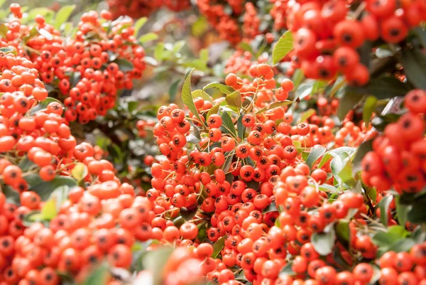 Planten van Viburnum bessen rijpen op de bus, ondiepe scherptediepte — Stockfoto