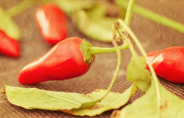Hot red pepper, imitace starých fotografií — Stock fotografie