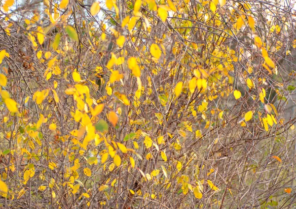 Paysage d'automne. Parc en automne. Feuilles sèches au premier plan. Contexte des feuilles d'automne . — Photo