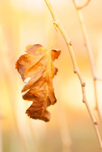 紅葉の秋のブランチ — ストック写真