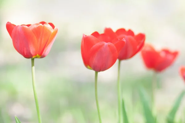 Flor tulipa vermelha brilhante borrada no fundo . — Fotografia de Stock