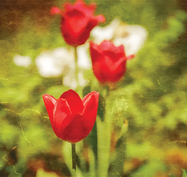 Textured old paper background with red tulips — Stock Photo, Image
