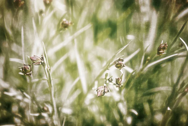 Sfondo di fiori di campo strutturati, opere d'arte in stile pittura — Foto Stock