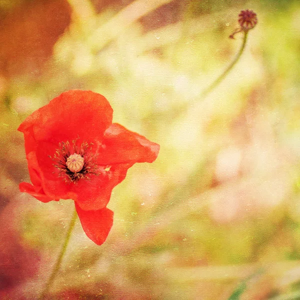 Fondo de papel grunge con amapola de color rojo brillante — Foto de Stock