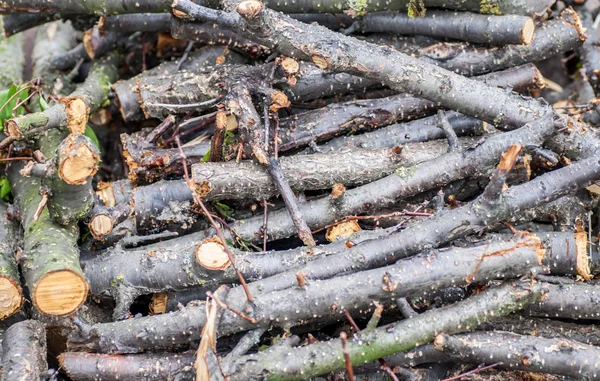 Kesilen kiraz dallar yığını — Stok fotoğraf