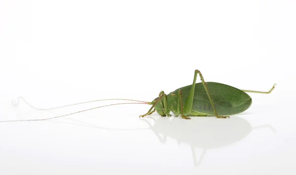 Katydid Deux — Photo