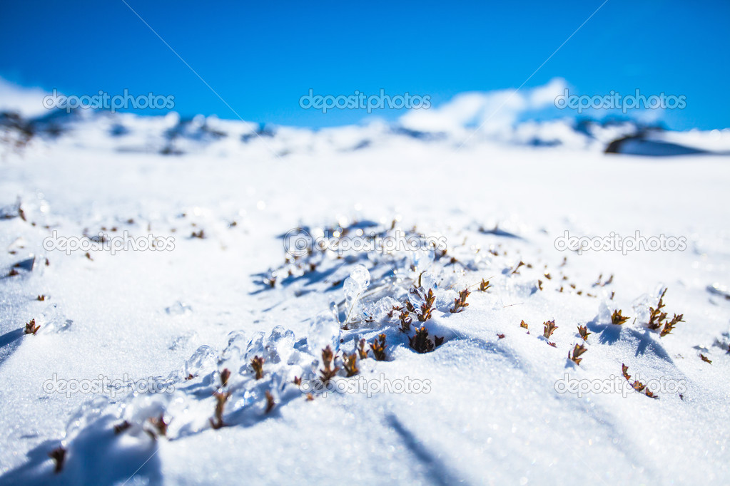 Winter Plants Closed Up On Snowy Mountain