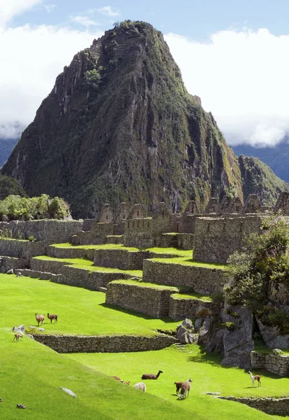 Мачу-Пикчу (Перу, Южная Америка ) — стоковое фото