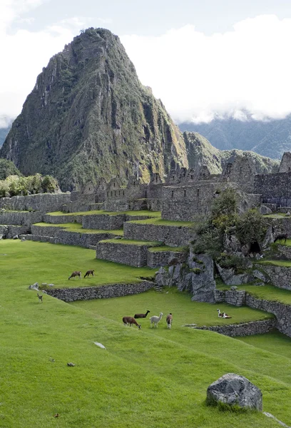 Inca şehir machu picchu — Stok fotoğraf