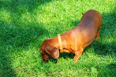 Dachshund köpeği yeşil çimlerde yürüyor.