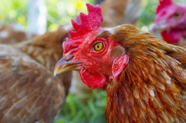 Kahverengi tavuk çiftlikte yürüyor..