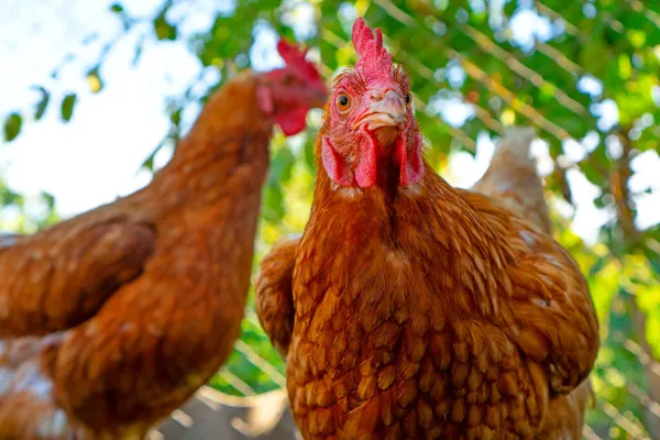 Yaz çiftliğinde yürüyen kahverengi tavuklar.
