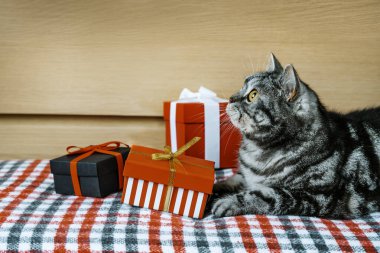 Siyah gümüş rengi İngiliz Tabby Shorthair Cat, Noel hediyelerinin yanında, ekose yün kumaşın üzerinde yatıyor. Evcil bir evcil hayvanla rahat bir ev atmosferi.