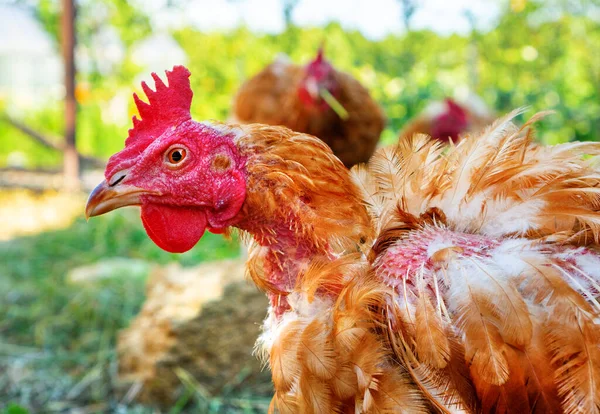 Gallina Enferma Con Plumas Caídas Piojos Pollo Gallinas Retrato Pollo — Foto de Stock