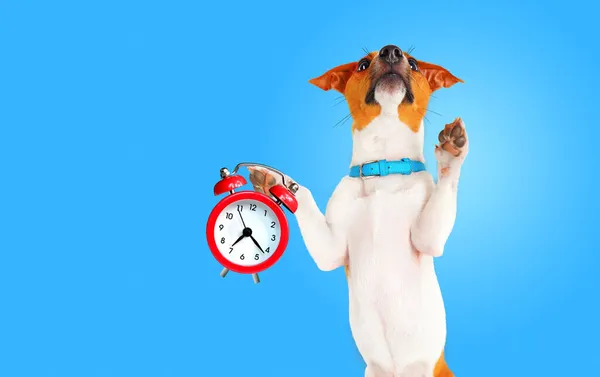 Poranny Spacer Koncepcją Psa Zabawnym Psem Terrier Jack Russell Trzymając — Zdjęcie stockowe