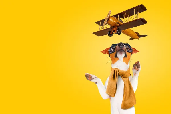 Funny Jack Russell Terrier Dog in aviator goggles trying to catch a toy wooden airplane.