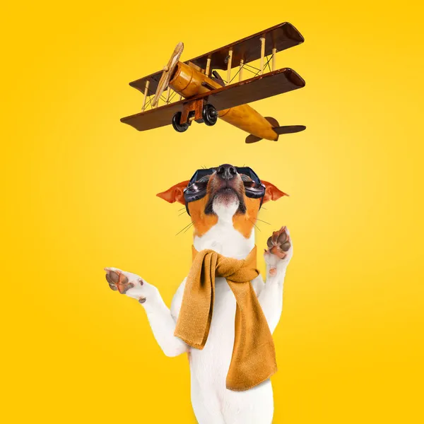 Funny Jack Russell Terrier Dog in aviator goggles trying to catch a toy wooden airplane. Square composition.