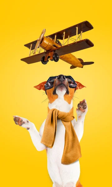 Funny Jack Russell Terrier Dog in aviator goggles trying to catch a toy wooden airplane. Vertical composition.