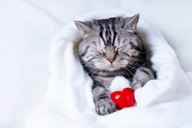 Sevimli İskoç çizgili kedi uyuyor..