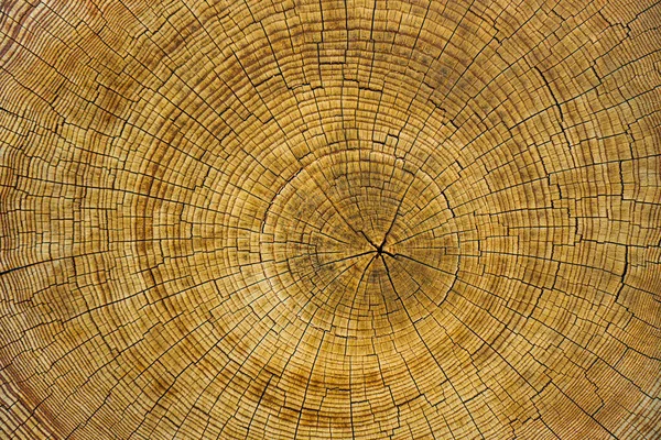 被风吹日晒的木头横截面的树 木制纹理背景 — 图库照片