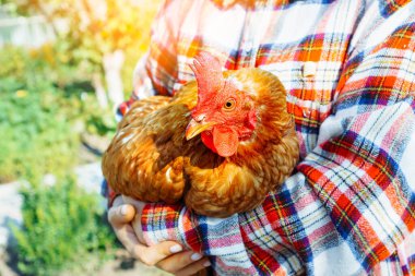 Bakıcı çiftçi sağlıklı kahverengi bir tavuk tutuyor. Mükemmel koşullarda kümes hayvanı yetiştiriyorum..