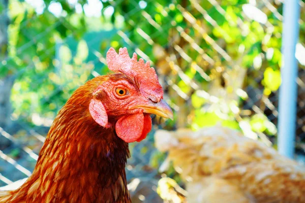 Gallina Pollo Marrón Caminando Granja — Foto de Stock