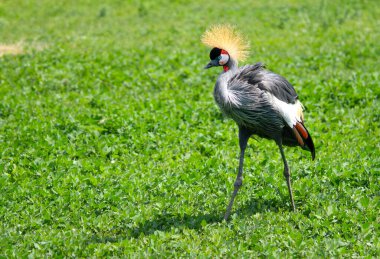 Doğu Taç Giyen Turna Yumuşak çimlerde yürüyor.